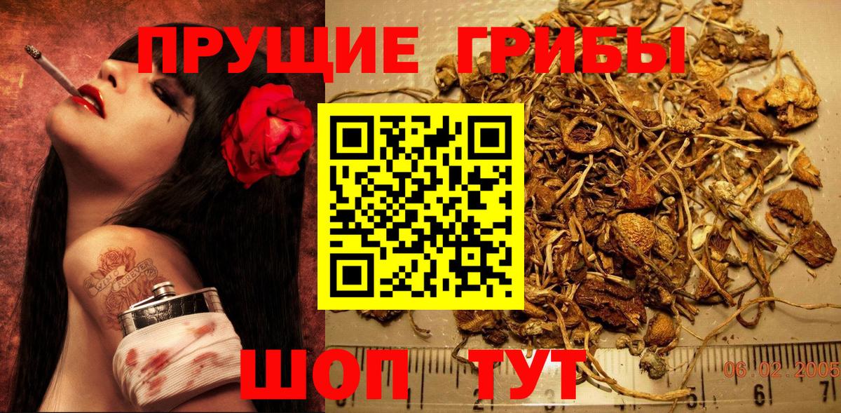 Псилоцибиновые грибы GOLDEN TEACHER  Вход с VPN  Псилоцибиновые грибы Psilocybine cubensis  Людиново 